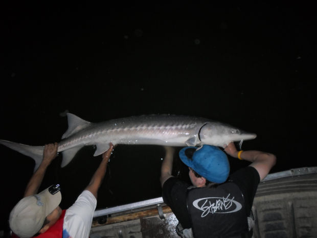 Sturgeon